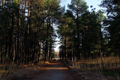 Road amidst trees in forest against sky