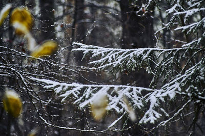 Close-up of frozen plants against trees during winter