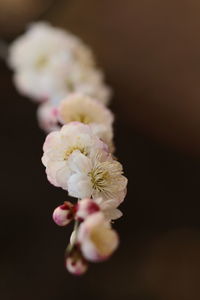 Close-up of pink flowers against black background