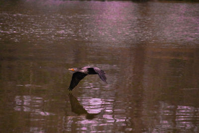 Bird flying over lake