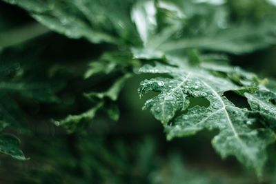 Close-up of wet leaves