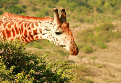 Giraffe against trees