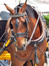 Close-up of horse cart