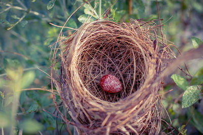 High angle view of bird in nest