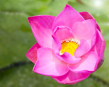 Close-up of pink water lily