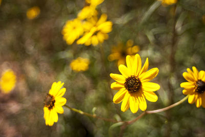 Close-up of yellow flowers blooming outdoors