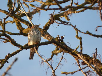 Song thrush