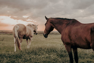 Horses standing on field 