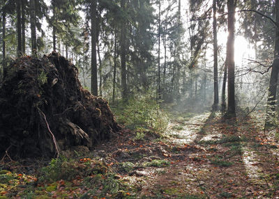 Trees in forest