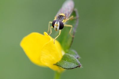 Close-up of insect on yellow flower