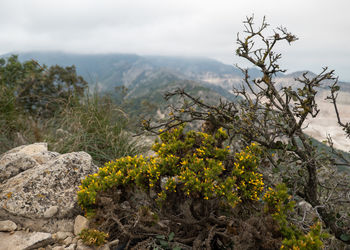 Plants growing on rock against sky