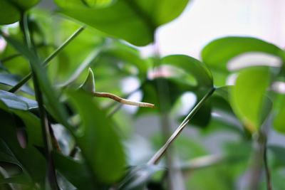 Close-up of a lizard on leaf