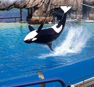 killer whale