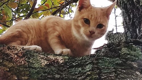 Portrait of ginger cat sitting on tree