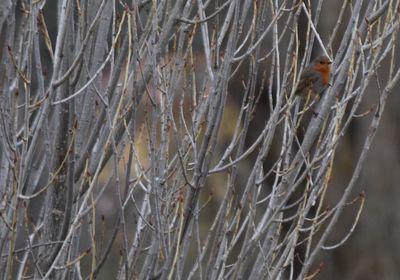 Close-up of bird in water