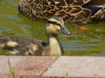 Duck swimming in lake