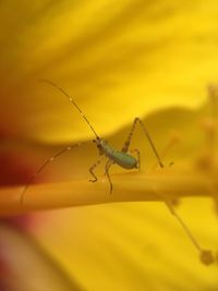 Close-up of spider on yellow leaf