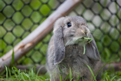 Cute rabbit eating freshness grass in the meadow. friendship with easter bunny. happy rabbit