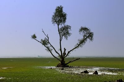 Tree on beach against sky