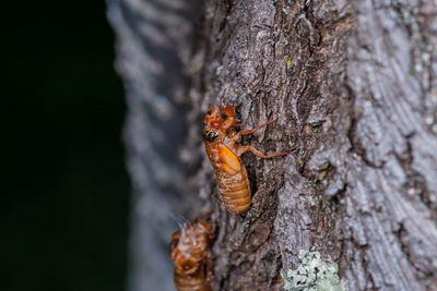 Close-up of insect on tree trunk