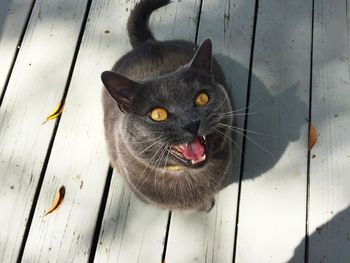 High angle portrait of angry cat on boardwalk