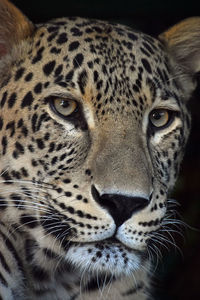 Close-up portrait of leopard outdoors