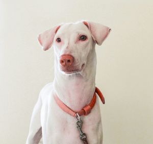 Portrait of dog over white background