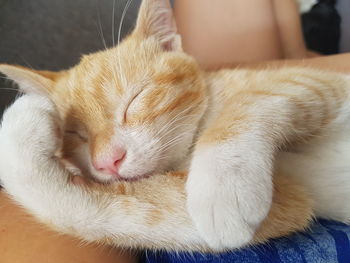 Close-up of cat sleeping at home