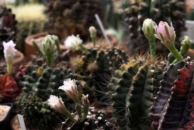 Close-up of succulent plant on field
