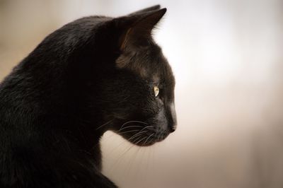 Close-up of cat