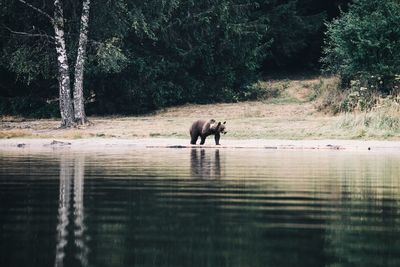 Bear walking at lakeshore against trees
