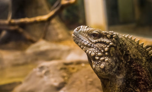 Close-up of lizard