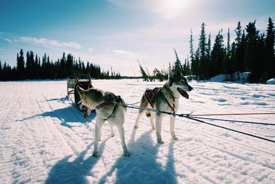 Dogs on snow covered landscape against sky