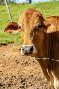 Portrait of cow on field