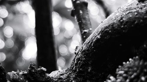 Close-up of tree trunk