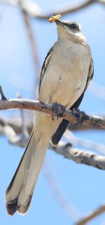 Low angle view of bird perching on branch against sky