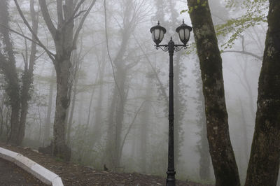 Street light amidst trees in forest during winter