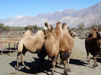 Horses in the mountains