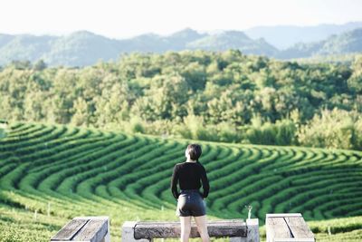 Rear view of man looking at farm