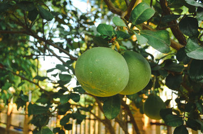 Fruits growing on tree