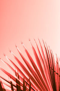 Low angle view of pink umbrella against sky during sunset