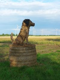 Traditional windmill on field against sky