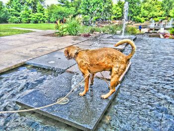 Dog in water