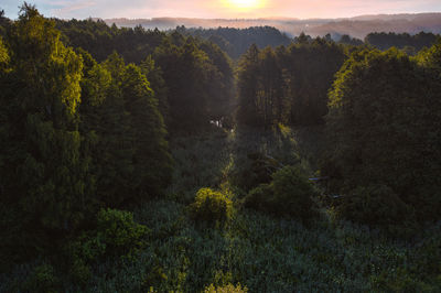 Plants and trees in forest during sunset