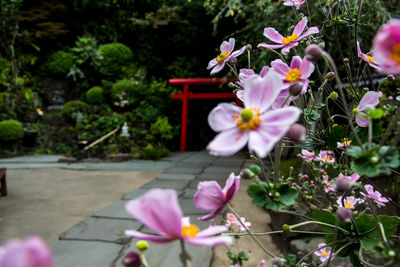 Close-up of pink flowers blooming outdoors