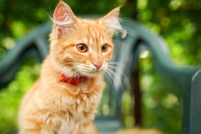 Ginger cat sitting on a green grass nature background