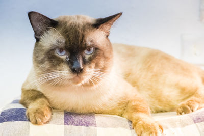 Close-up portrait of a cat