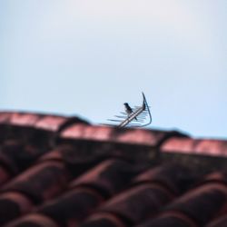 Low angle view of butterfly on roof