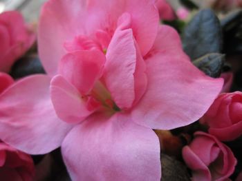 Close-up of pink flowers