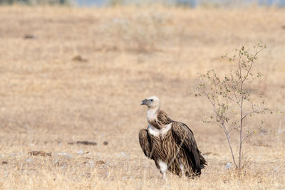 Bird on a field